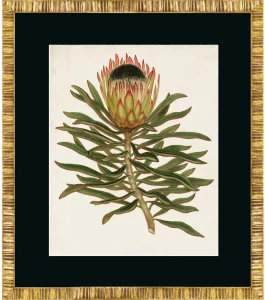 Постер Antique Protea 50X60 CM
