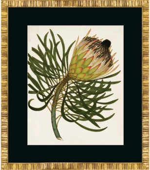 Постер Antique Protea 50X60 CM