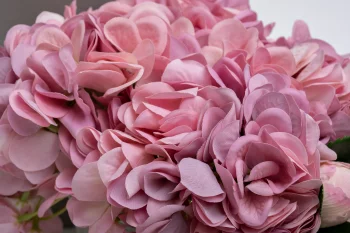 Ароматический диффузор Hydrangea&amp;Rosebud mauve, спрей Charente rose 2×10 мл 15X15X22 CM