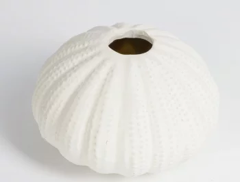 Подсвечник Seashell 11X11X7 CM