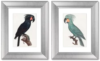Диптих The Palm Cockatoo 41X51 / 41X51 CM