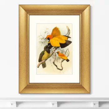 Постер Golden Birds of Paradise 41X51 CM