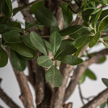 Искусственное растение Ficus 70X70X230 CM