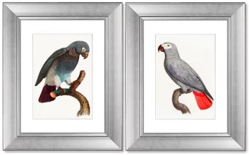 Диптих Beautiful parrots 41X51 / 41X51 CM