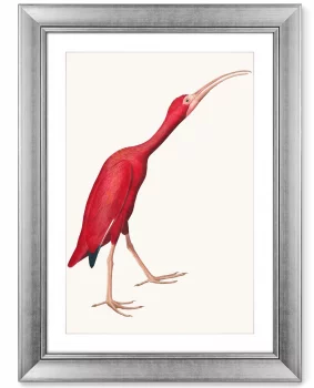 Постер Scarlet Ibis 61X81 CM