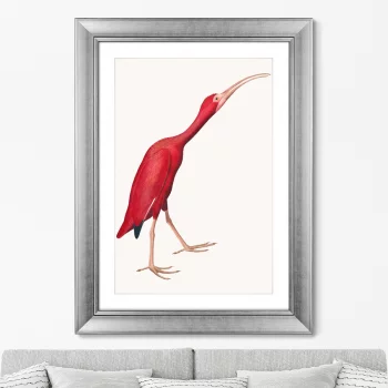 Постер Scarlet Ibis 61X81 CM