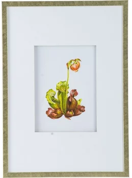 Комплект из 4 постеров Flora 50X70 / 50X70 / 50X70 / 50X70 CM