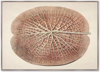 Постер Leaf of a gigantic water lily 105X75 CM