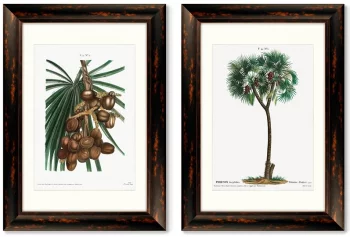 Диптих Date palm Phoenix dactylifera from Traité 51X71 /51X71 CM