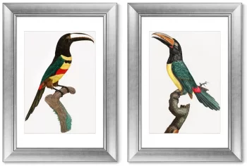 Диптих Black-necked Aracari 51X71 / 51X71 CM