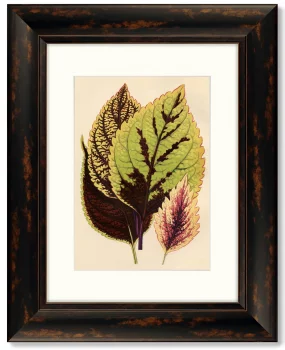 Диптих Botanical Leaf Dracaena 41X51 / 41X51 CM