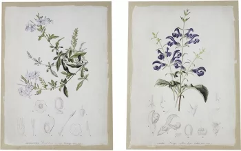 Диптих Flora 60X80 / 60X80 CM
