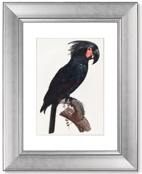 Диптих The Palm Cockatoo 41X51 / 41X51 CM