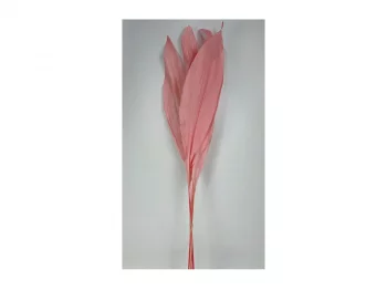 Сухоцвет Листья магнолии розовый 15X15X75 CM