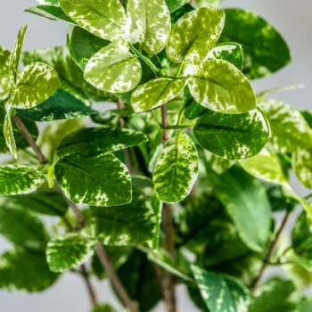 Листья растения Ficus 10X10X88 CM