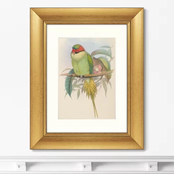 Постер Bonaparte's Parakeet 41X51 CM