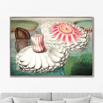 Постер Water lily during bloom 105X75 CM