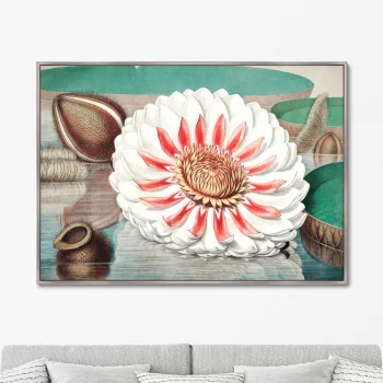 Постер A gigantic water lily in bloom 105X75 CM
