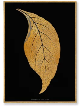 Постер на холсте Green Adelaster Albivenis 75X105 CM