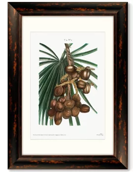 Диптих Date palm Phoenix dactylifera from Traité 51X71 /51X71 CM