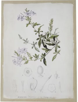 Диптих Flora 60X80 / 60X80 CM