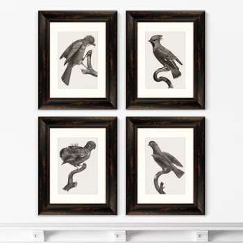 Набор из 4-х картин Guianan Cock-of-the-rock 41X51 / 41X51 / 41X51 / 41X51 CM