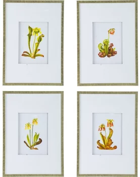 Комплект из 4 постеров Flora 50X70 / 50X70 / 50X70 / 50X70 CM