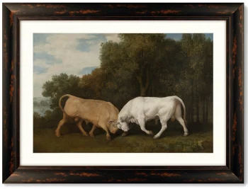 Постер Bulls Fighting 81X61 CM