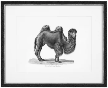 Постеры Historical Animals 54X44 / 54X44 / 54X44 / 54X44 / 54X44 / 54X44 CM