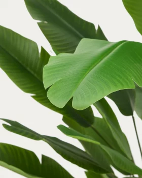 Искусственное банановое дерево в черном горшке Banano 100X100X210 CM