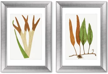 Диптих Platycerium Alcicorne 51X71 / 51X71 CM