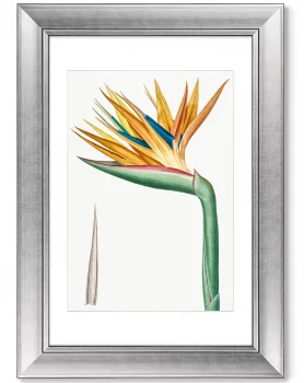 Диптих Les liliacées 51X71 / 51X71 CM