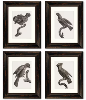 Набор из 4-х картин Guianan Cock-of-the-rock 41X51 / 41X51 / 41X51 / 41X51 CM
