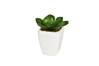 Суккулент в горшочке 7X5X9 CM