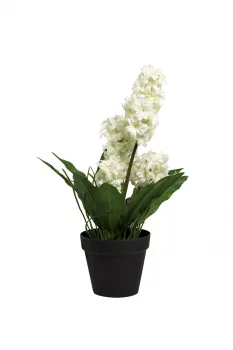 Гиацинт в горшочке белый 20X12X40 CM