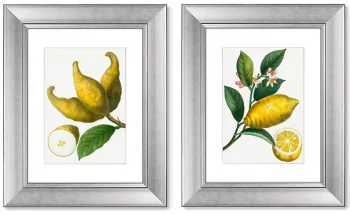 Диптих Citrus limonium 41X51 / 41X51 CM