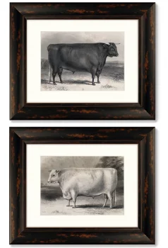 Диптих A Devon bull 51X41 / 51X41 CM