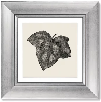 Диптих Rugosa from The Ivy 36X36 / 36X36 CM