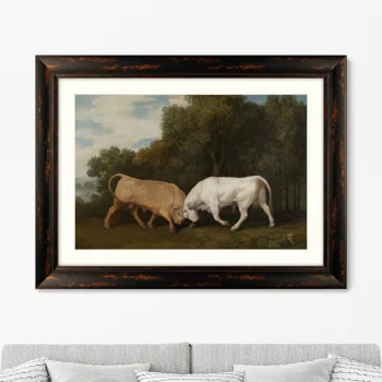 Постер Bulls Fighting 81X61 CM
