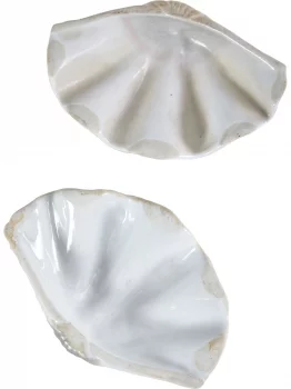 Фигурка Tridacna Shell 13X3X9 CM