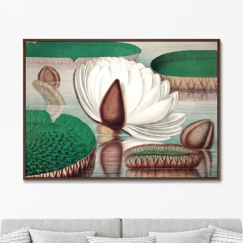 Постер Opening of a gigantic water lily 105X75 CM