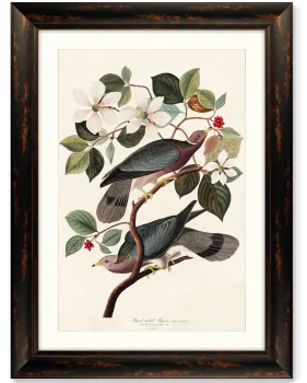 Постер Band-tailed Pigeon 81X61 CM