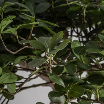 Искусственное растение Ficus 50X50X90 CM