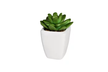 Декоративный суккулент в горшочке 7X5X10 CM