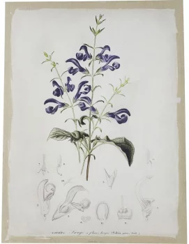 Диптих Flora 60X80 / 60X80 CM