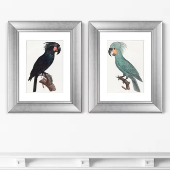 Диптих The Palm Cockatoo 41X51 / 41X51 CM