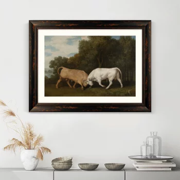 Постер Bulls Fighting 81X61 CM