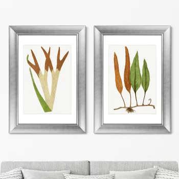 Диптих Platycerium Alcicorne 51X71 / 51X71 CM