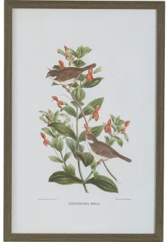 Набор из четырёх постеров Flora 40X60 / 40X60 / 40X60 / 40X60 CM