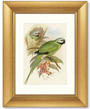 Постер Love parrots 41X51 CM